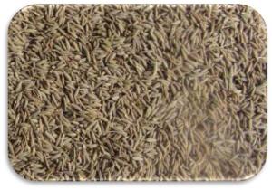 Cumin Seeds Singapore Quality Manufacturer Exporter Supplier Producer Unjha Gujarat India