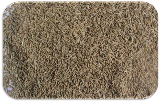 Cumin Seeds Singapore Quality Manufacturer Exporter Supplier Producer Unjha Gujarat India